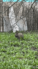Person feeds wild rabbits in Russian village backyard