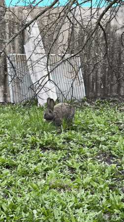 Person feeds wild rabbits in Russian village backyard