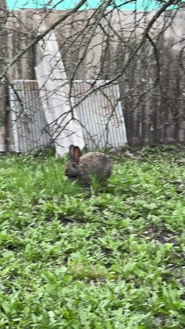 The video shows a brown rabbit sitting in a patch of green plants. Behind the rabbit is a corrugated metal fence and a white, rectangular object with a grid pattern. Bare tree branches hang over the scene. The rabbit is mostly still, occasionally twitching its nose and ears. The ground is covered in a mix of grass and broad-leafed plants. The overall lighting is somewhat muted, suggesting an overcast day.