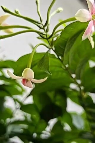 This is a close-up video of a plant with pink and white flowers and green leaves. The flowers are delicate and have five petals with pink streaks. Some of the flowers are fully bloomed, while others are still in bud form. The leaves are large and glossy. The background is blurred, suggesting a shallow depth of field. The lighting is soft and natural, highlighting the beauty of the flowers.