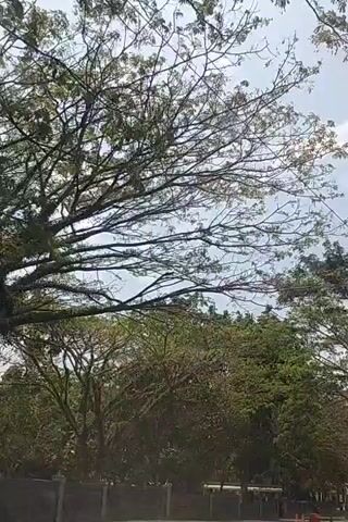 The video shows a view from inside a vehicle, looking out at trees and the sky. The trees are mostly bare, with some leaves still visible on the branches. The sky is overcast, with clouds visible. The vehicle appears to be moving, as the trees and sky are blurred. There are some buildings visible in the background, as well as some cars on a road. The scene is outdoors, and appears to be in a suburban or rural area. There are no people visible in the video, except for the driver and any passengers who might be in the vehicle. The video is shot from a first-person perspective, as if the viewer is looking out the window of the vehicle.