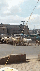 Goats herded across Nairobi city street by local men