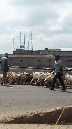 Goats herded across Nairobi city street by local men