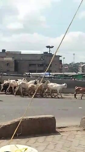Goats herded across Nairobi city street by local men