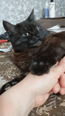 Lazy afternoon at home with two cats in Orenburg