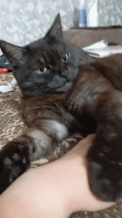 Lazy afternoon at home with two cats in Orenburg