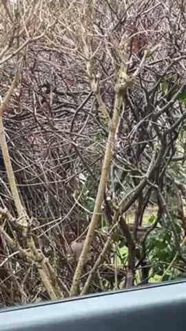 The video shows a shrub with many intertwined branches, primarily bare, with some green leaves visible at the lower right. A bird with a reddish breast and gray wings is partially obscured by the branches. The video is taken from inside a vehicle, as evidenced by the edge of a car window visible at the bottom. The background behind the shrub appears to be a red brick wall. The overall scene appears to be outdoors in a somewhat overgrown garden.