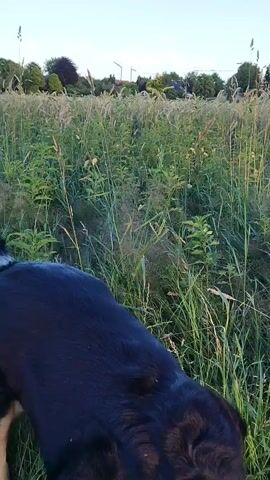 This video shows a dog walking through a field of tall grass and crops, likely wheat, in Schiffdorf, Germany. The camera is positioned low, focusing on the dog's back and the dense vegetation surrounding it. In the background, a line of trees and some buildings can be seen, along with what appear to be wind turbines, indicating a rural or semi-rural setting. The sky is clear and blue, suggesting it is daytime, likely late afternoon or early evening given the soft lighting. The scene is peaceful and natural, with the dog enjoying its exploration of the outdoors. No text is visible in the video.