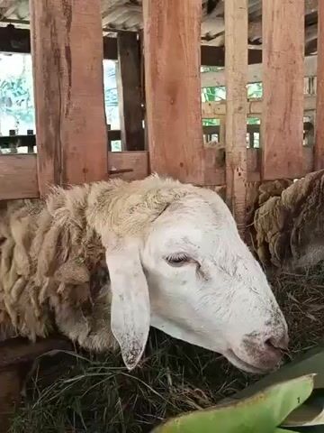 The video shows two sheep in a pen. The pen is made of wooden planks. The sheep are eating hay and green leaves. One sheep is white and has its head down, eating. The other sheep is brown and white and is looking to the side. The lighting is natural and appears to be daytime.
