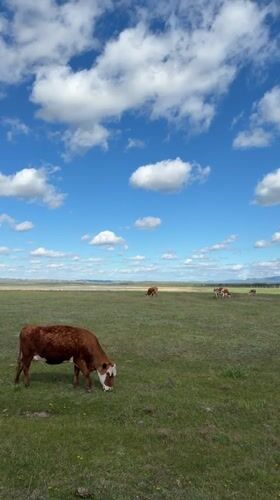 Cattle graze in sunny Russian pasture near Matkechik