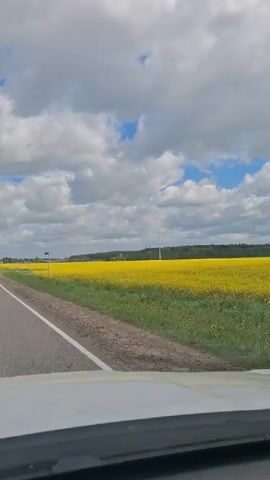 The video shows a view from inside a moving vehicle, likely a car, driving along a two-lane road. A vast field of bright yellow flowers stretches out on the right side of the road. A narrow strip of green grass and a dirt shoulder separate the road from the flower field. Beyond the flower field, a line of trees forms the horizon. The sky is filled with puffy white clouds, with patches of blue visible in between. A utility pole stands in the distance, slightly off-center in the frame. The camera is pointed forward, capturing the passing landscape as the vehicle travels down the road.