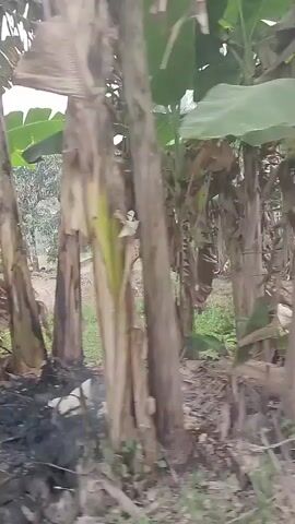 The video shows a series of still images, appearing to be frames from a video recording. The scene is an outdoor environment, characterized by lush vegetation, specifically banana trees with their large leaves and fibrous trunks. The ground is covered with dry, fallen leaves and some green foliage. In the background, there are glimpses of structures that resemble houses, with roofs and walls visible. The lighting suggests an overcast or early morning/late afternoon setting, with a soft, diffused light. There are no people visible in the frames, and the focus is on the natural surroundings and the rustic man-made structures.