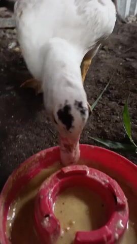 A white duck with black spots on its head is shown in close-up, standing over a red plastic bowl filled with a light-brown, gruel-like substance. The duck dips its head into the bowl to eat. The bowl has a concentric ring structure in the center, partially submerged in the food. The ground beneath the bowl is dark and slightly muddy, with a few green leaves present. The focus is sharp on the duck's head and the bowl, with the background slightly blurred.