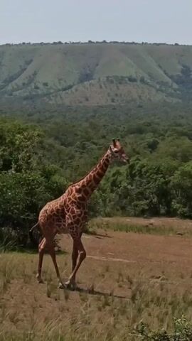 The video shows a giraffe walking across a grassy plain. The giraffe is tall and slender, with a distinctive brown and white patterned coat. The background features a lush green forest and rolling hills under a bright sky. As the giraffe walks, it slowly moves out of the frame to the left.
