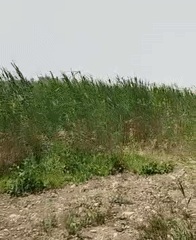 Wind sways reeds in Beit Shemesh field under gray skies