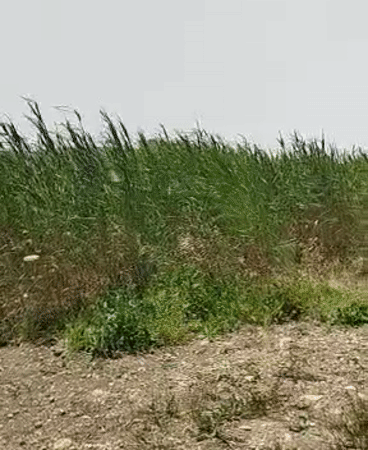 Wind sways reeds in Beit Shemesh field under gray skies