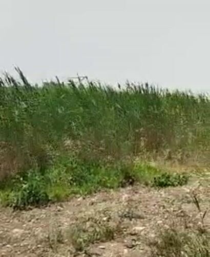 Wind sways reeds in Beit Shemesh field under gray skies