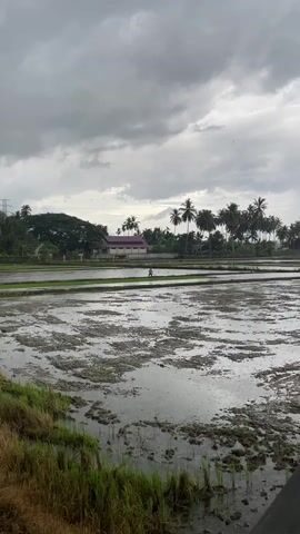 The video captures a wide shot of a rural landscape, primarily featuring flooded rice paddies under a cloudy, overcast sky. In the foreground, the paddies are filled with water and scattered with muddy soil and some green plant debris, indicating recent tilling or preparation for planting. Further back, several strips of green, possibly young rice plants, are visible.

A lone individual, appearing to be a farmer, is seen walking across a narrow earthen dike separating two sections of the rice field. They are carrying a long-handled tool, possibly a hoe or rake, suggesting agricultural work. The person is moving from left to right across the frame.

In the mid-ground, beyond the rice fields, stands a building with a distinctive reddish-brown roof and light-colored walls, surrounded by trees. The background is dominated by lush green foliage, including numerous tall palm trees, typical of a tropical environment. Utility poles or power lines are faintly visible against the sky in the distance. The overall scene suggests a quiet, agricultural setting, possibly in the aftermath of rain or during the wet season, as indicated by the waterlogged fields. The location is Glee Gogo, Indonesia. No visible text is present in the video.