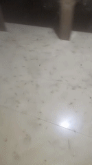 Insect swarm observed in Nigerian home