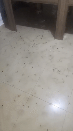 Insect swarm observed in Nigerian home