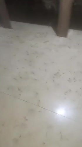 Insect swarm observed in Nigerian home