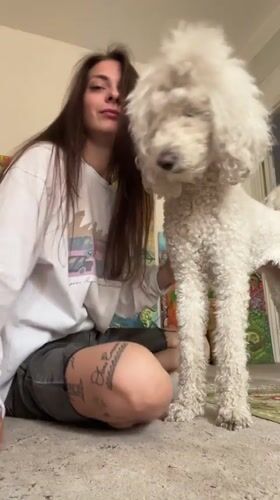 Lazy afternoon at home with a white poodle in Krasnoyarsk