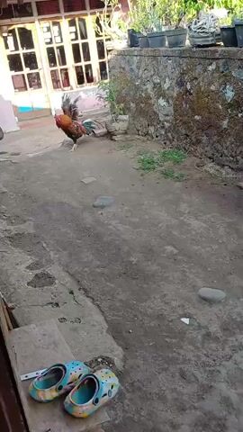A rooster is in a yard. The rooster is brown, black, and red. The rooster is walking in the yard. The yard is dirt. There is a house on the left side of the yard. There are plants on the right side of the yard. There are two pairs of shoes in the bottom left corner of the frame.