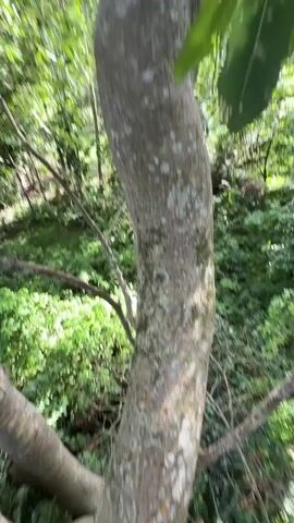 The camera pans up a tree trunk in a forest. The tree has a gray bark and is surrounded by green foliage. The sky is visible through the trees. The video is shot from a low angle, looking up into the canopy.