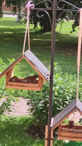The video shows two bird feeders hanging from a metal pole in an outdoor setting. The feeders are made of wood with gray roofs and are filled with birdseed. Several sparrows are perched on and inside the feeders, eating the seed. The background consists of green grass, bushes, and a paved area. The lighting suggests it is daytime.
