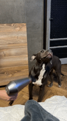 Varna resident gives hairdryer treatment to pet dog