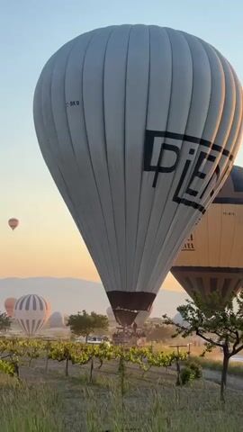 The video captures a serene sunrise scene featuring multiple hot air balloons in a picturesque landscape. In the foreground, a vineyard or orchard with lush green plants and scattered trees extends across the lower part of the frame. The sky is bathed in the soft, warm hues of dawn, transitioning from a light orange and pink near the horizon to a pale blue overhead, with distant mountains silhouetted against the light.

The most prominent subject is a large, white hot air balloon on the right side of the frame, fully inflated and towering over the vineyard. The identification number "TC-BK9" is visible on its side, along with a partial logo or word that begins with "PIE". To its right, another partially visible hot air balloon displays "TC-BYB" and part of a word, "AMEL".

In the mid-ground, several other hot air balloons are visible. A smaller, striped balloon is fully inflated and resting on the ground, while others are seen in various stages of inflation or are already aloft in the distance. A tiny hot air balloon is high in the sky, connected by a barely visible line. A white vehicle can be briefly seen among the trees near the base of the large balloon. The scene conveys a sense of peaceful morning activity, characteristic of hot air balloon preparations or early flights in a scenic location like Uçhisar Beldesi, Turkey.