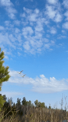 Swan sightings recorded across Russian waterways near Opary, Rusalevka