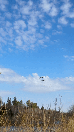 Swan sightings recorded across Russian waterways near Opary, Rusalevka