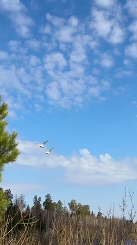 Swan sightings recorded across Russian waterways near Opary, Rusalevka