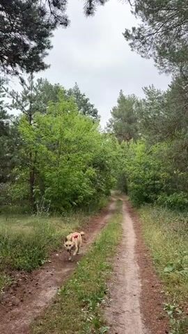 A light-colored dog with a red harness walks along a dirt path in a wooded area. The dog is panting with its tongue hanging out. The path is surrounded by green grass, trees, and pine needles. The sky is overcast.