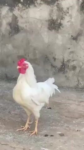 The video presents a medium shot of a white rooster standing on what seems to be a concrete surface. The rooster has a red comb and yellow beak. It turns its head, looking in different directions. The background is a grey wall with patches of discoloration and weathering. The lighting is soft, suggesting an overcast day.