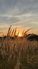 Golden hour light over a dry grass field in rural Russia