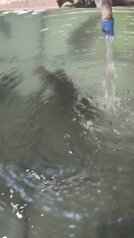 A close-up shot of water flowing from a faucet into a body of water. The water is clear and appears to be clean. The faucet is old and made of metal. The body of water is shallow and the bottom is visible. There are some ripples on the surface of the water. The lighting is natural and the scene is outdoors. The video is filmed at a slight angle, looking down into the water.