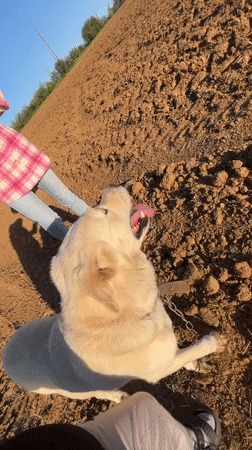 Woman photographs with dog in Bulgarian countryside field