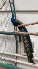 Animals observed in enclosures at Samara facility