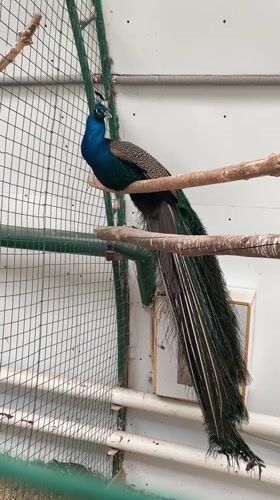 Animals observed in enclosures at Samara facility