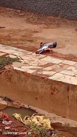 Two pigeons are standing on a paved area next to a concrete wall. The ground is dirt, and there is some trash and vegetation in the area. One pigeon is grey and black, while the other is light brown. The scene is outdoors.
