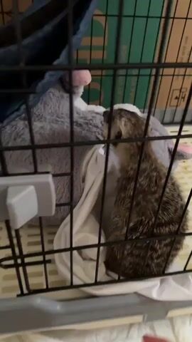 The video shows a hand reaching into a black wire crate toward a small brown-and-black striped skunk. A soft gray pet bed with pink accents and a white blanket are also visible in the crate. The skunk turns away from the hand, and the hand briefly touches its back before being withdrawn. Part of a cardboard box with printed text is visible behind the crate.