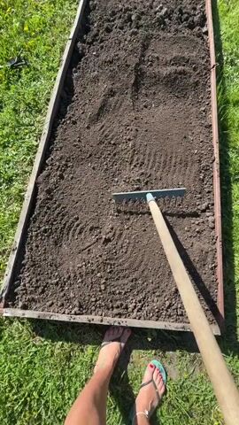 A high-angle view shows a person leveling a garden bed with a rake. The garden bed is rectangular, filled with dark brown soil, and framed by dark wood. The person's bare feet, one with teal nail polish and the other with red, are visible at the bottom of the frame. The rake has a light blue head with several tines and a long wooden handle. The person pulls the rake toward themselves, smoothing out the soil. Green grass with some yellow dandelions surrounds the garden bed. A metal gardening tool lies on the grass in the upper left corner.