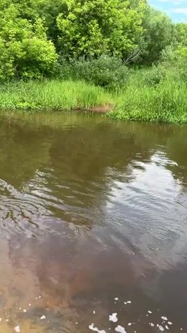 The video shows a view from a body of water, likely a river or lake, looking towards a lush green shoreline. The water is calm with gentle ripples and reflects the sky. The shoreline is densely covered with trees and tall green grass. Above the trees, the sky is a bright blue with scattered white clouds. The video is shot from a low angle, giving the impression of being on the water. There are no people or man-made objects visible in the frame. The overall scene depicts a serene natural environment.