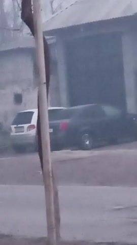 The video shows an outdoor scene on a foggy day. Two cars are parked on the side of the road near a building. A white car is behind a darker sedan. The view shifts, blurring the background and trees. The camera then focuses on a vine-covered structure with bare branches and a building visible through the fog.