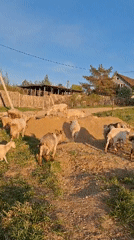 Toddler watches goats graze in Russian countryside field