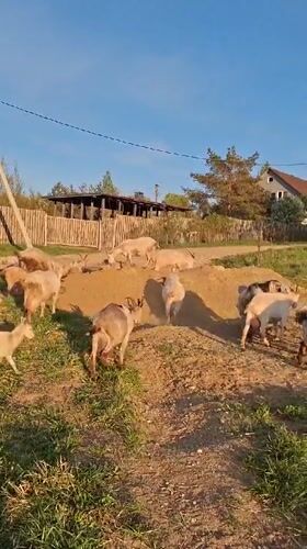 Toddler watches goats graze in Russian countryside field