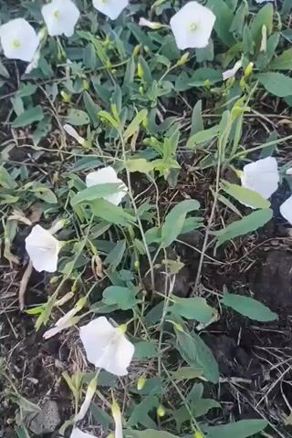 The video shows a close-up view of a field of bindweed flowers. The flowers are white and trumpet-shaped, with green leaves and stems. The ground is covered with soil and some dry leaves. The video is shot from a high angle, looking down at the flowers.