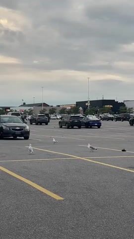 A cloudy overcast day is captured from a ground-level perspective in a large, paved parking lot. Three seagulls are the primary focus, scattered across the asphalt. One is in the foreground on the left, another in the middleground to the right of the first, and a third in the middleground further to the right, facing left. The parking lot is marked with yellow lines, and several cars are parked or driving in the background. One dark-colored SUV is parked in the middleground left, with its driver's side facing the camera. To the right of it, a dark sedan is driving away from the camera, and further back, a blue sedan and several other vehicles are visible. In the far background, a long, low-rise building complex with a dark facade and a prominent "LA AREA" sign can be seen under the cloudy sky. The overall atmosphere is typical of an outdoor shopping center.